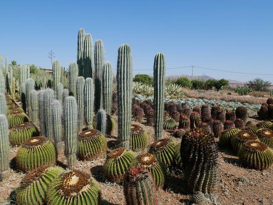 Cactus Thiemann