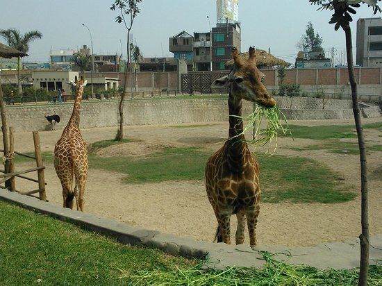Zoológico de Huachipa