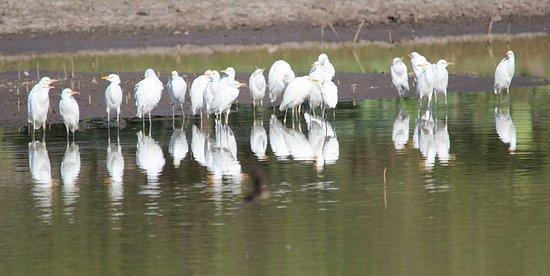 Birdwatching Mexico