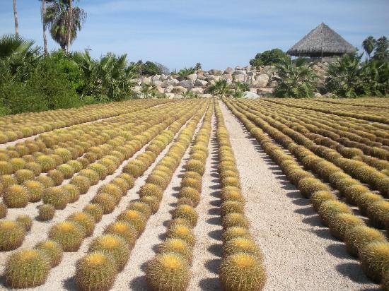 el jardín Wirikuta
